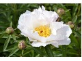 Paeonia lactiflora 