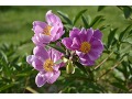 Paeonia lactiflora 