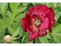 Paeonia Itoh Hybrid  