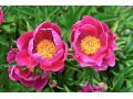 Paeonia hybr. Patio  