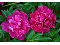 Paeonia hybr. Patio  