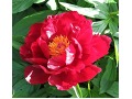 Paeonia hybr. Patio  