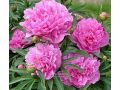 Paeonia hybr. Patio  