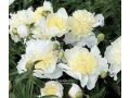 Paeonia hybr. Patio  