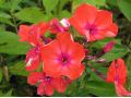 Phlox paniculata 