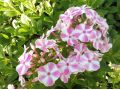 Phlox paniculata Bambini® 