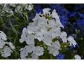 Phlox paniculata 