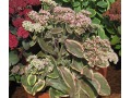 Sedum 