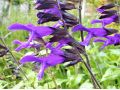 Salvia hybrida 