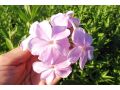 Phlox paniculata 