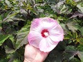 Hibiscus moscheutos 