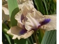 Iris x barbata Nana ( Iris pumila )