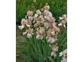 Iris x barbata Elatior  