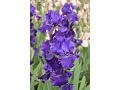 Iris x barbata Elatior  