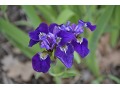 Iris sibirica 