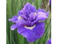 Iris sibirica 