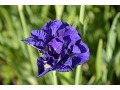 Iris sibirica 