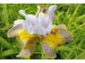 Iris sibirica 