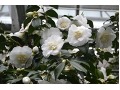 Camellia japonica 