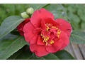 Camellia japonica 