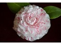 Camellia japonica 