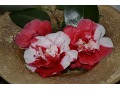 Camellia japonica 