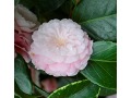 Camellia japonica 