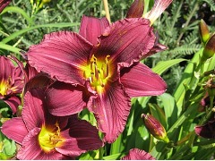 Hemerocallis 