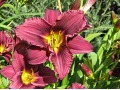 Hemerocallis 