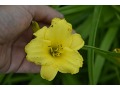 Hemerocallis 