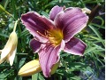 Hemerocallis 