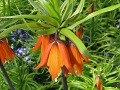 Fritillaria imperialis 