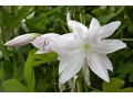 Crinum x powellii 