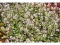 Tiarella 
