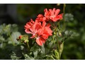 Pelargonium 
