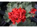 Pelargonium 