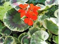 Pelargonium 