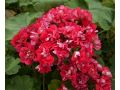 Pelargonium zonale 