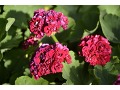 Pelargonium zonale 
