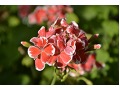 Pelargonium zonale 