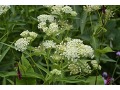Asclepias incarnata 