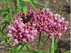 Asclepias incarnata 