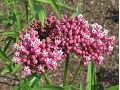 Asclepias incarnata 