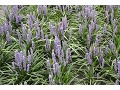 Liriope muscari 