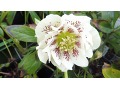 Helleborus hybridus 