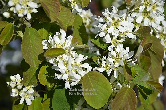 Amelanchier