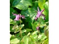 Epimedium grandiflorum 