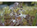 Epimedium grandiflorum 