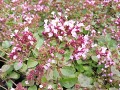 Origanum vulgare 