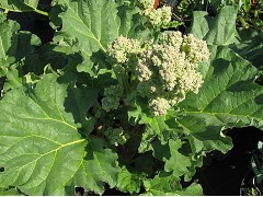 Rheum rhabarbarum 